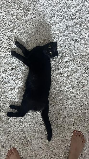 полас: Ковер — 2