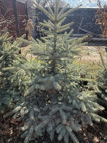 семена голубой ели купить: Ель колючая (Picea pungens), голубая форма — декоративные саженцы для — 6