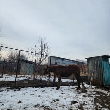 белый мёд: Продаю | Конь (самец), Жеребенок | Английская, Полукровка | Конный спорт, Для разведения — 5