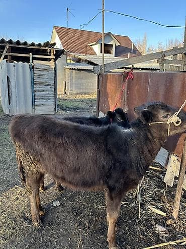 каракол животных: Продаю | Корова (самка), Тёлка | Полукровка, Алатауская | Для разведения — 3