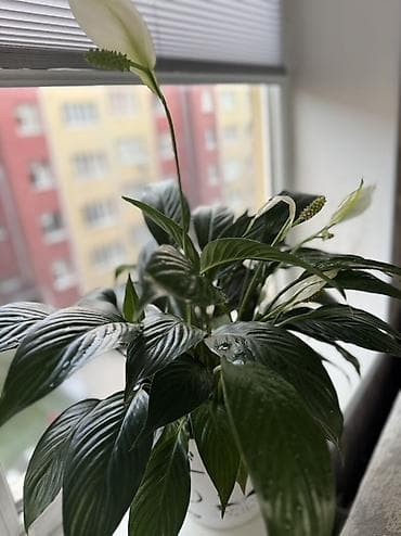 лимоное дерево: Комнатные растения в декоративных кашпо: 1) Спатифиллюм (лилия мира) — 2