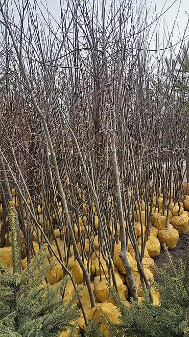 эт бука: Саженцы деревьев с земляным комом Дуб, Каштан - Поставка крупномеров и — 3