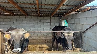 Ветеринар кызматы: Сатам | Бука (эркек) | Швиц | Көбөйтүү үчүн — 9