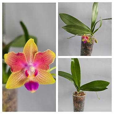 макс: В продаже большой филолендрон бурле макс 2500,орхидеи от 1000 — 9