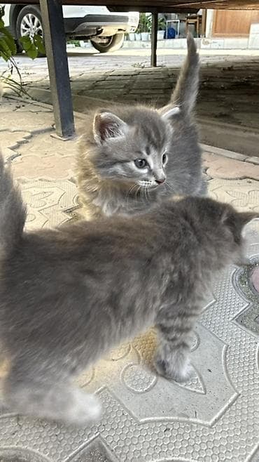 Отдам даром кошку: Отдам котят в добрые руки даром. Котята, домашние, пушистые серые — 3