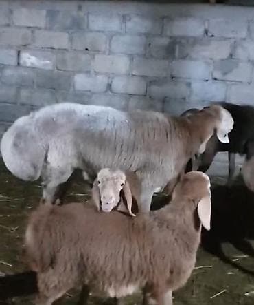 Животные: Продаю | Баран (самец) | Арашан | Для разведения | Племенные, Осеменитель — 6