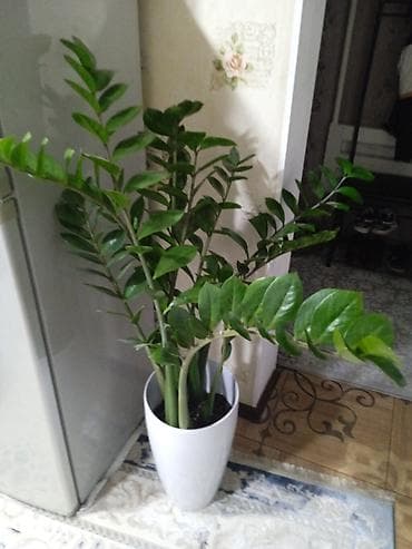 🌿 Замиокулькас (долларовое дерево) Продаётся красивый и ухоженный