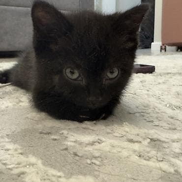 Продажа кошек: Скотиш Страйт (Шотландская прямоухая), 2 месяца, Девочка, Черный — 1