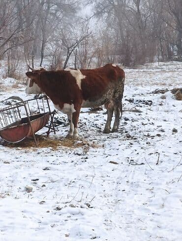 Кемирүүчүлөр: Сатам | Уй (ургаачы) | Сүт алуу үчүн — 2