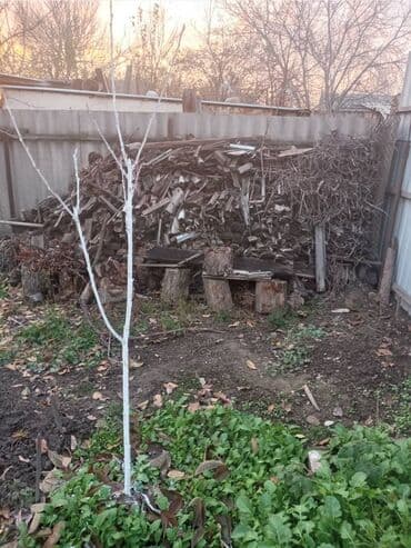 лес на дрова: Дрова Самовывоз — 2