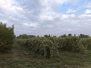 трендовый виноград: Виноград — 2