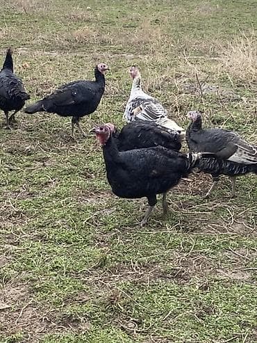 продать животных: Продаю | Индюшка (самка), Индюк (самец) | Полукровка, Черный принц, Северокавказская | Для разведения — 1