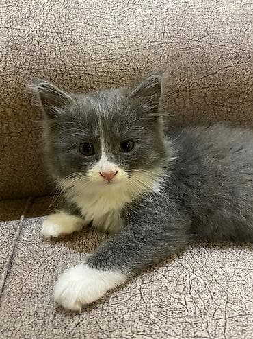 пародистый кошка: Отдам котят в хорошие и заботливые руки 🐾 Котята приучены к лотку — 2