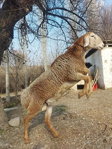 Башка жаныбарлар: Сатам | Ургаачы кой (ургаачы) | Көбөйтүү үчүн | Ургаачы — 1