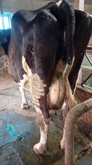 маточное молоко: Продаю | Корова (самка) | Для молока | Привязанные — 4