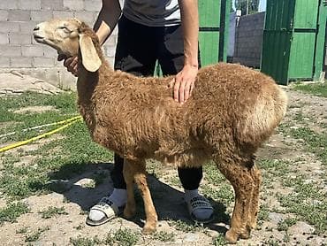 щпиц собака: Продаю | Овца (самка) | Для разведения | Матка — 6