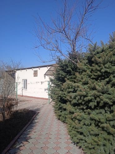 где купить саженцы гортензии в бишкеке: Ёлки по 3,5метра 3штуки,Кедр 2 дерева по Баха /Гагарина самовывоз — 1