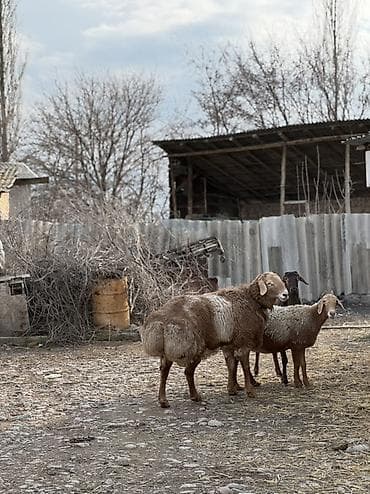 необычные животные: Продаю | Баран (самец) | Для разведения | Племенные — 4