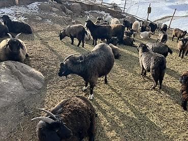 страус птица: Продаю | Коза (самка) | Полукровка | Для разведения — 4