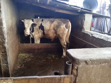 французские бульдоги: Продаю | Бык (самец) | Голштин | Для разведения | Искусственник — 4