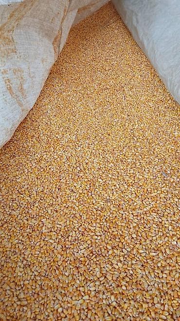 Кукуруза (зерно) продаю обьем есть - Цельные сухие кукурузные зерна