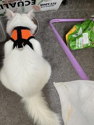 кошка сфинкс с шерстью: Белоснежный длинношерстный кот с выразительными голубыми глазами. На — 4