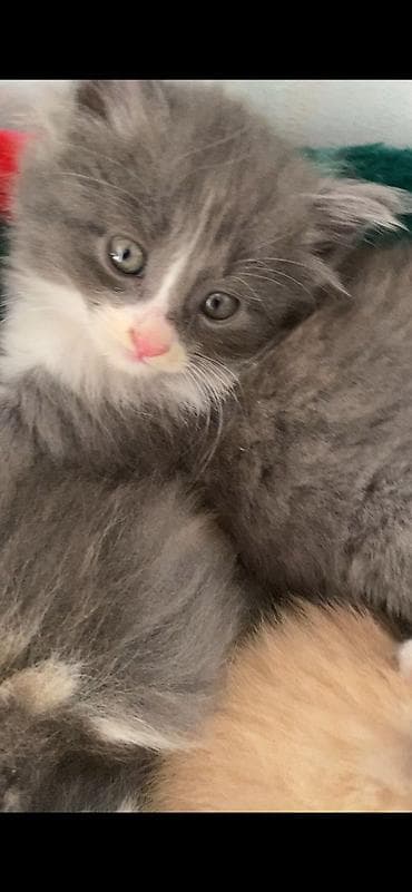 куда отдать кошку бишкек: Отдам котят в хорошие и заботливые руки 🐾 Котята приучены к лотку — 2
