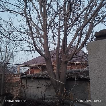 с мебелью: Орех (жангак) кыйып алып кетчуулор болсо баасын суйлошобуз — 4