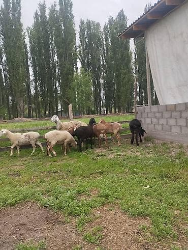 овец: Продаю | Овца (самка) | Для разведения | Матка — 1