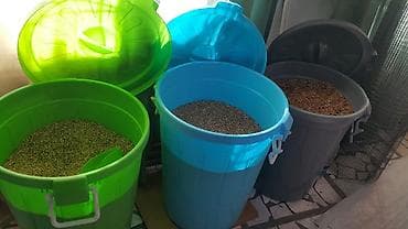 Үй жаныбарлары: Корм на развес кг попугаям 160-200с канарейкам УЗ-220с — 3