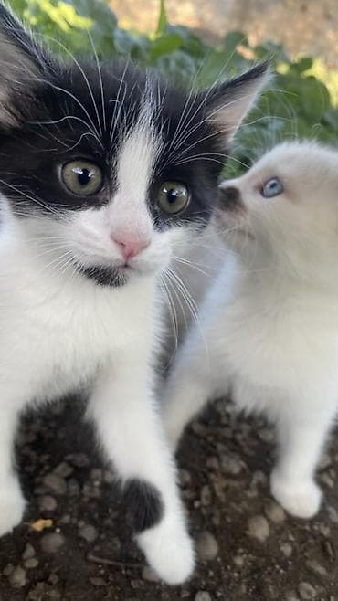 кошка шотланская: Отдам котят в добрые руки 🐾 Ищем заботливых хозяев для трёх — 5