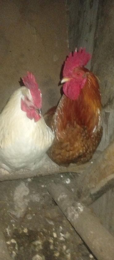 филе курицы: Продаю | Петух | Домашняя | Для разведения — 4