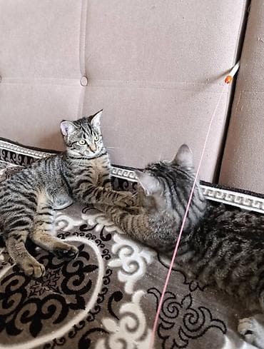 для голубей: Отдаем этих котиков надёжные добрые руки все очень ласковые игривый и — 5