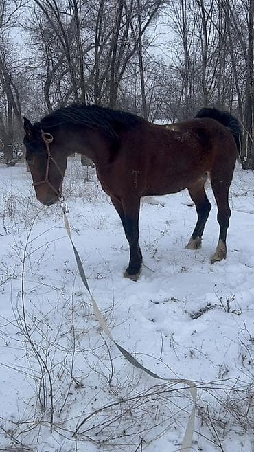 продаются собаки: Продаю | Жеребец | Полукровка | Для разведения | Племенные — 3