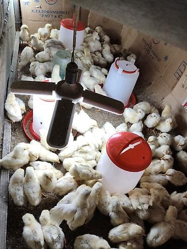 птицы бишкека: Продаю | Цыплята | Бройлерная | На забой — 3