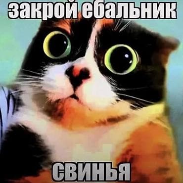 картинки кошечек: Набор мем-изображений с дерзкими подписями Состав: - 2 вертикальных — 2