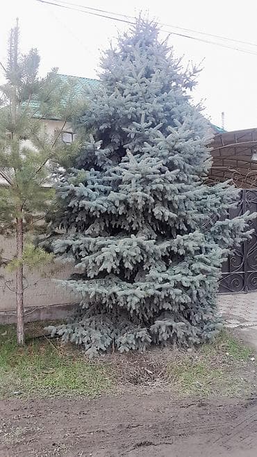 туя голубая ёлка: Ель колючая (Picea pungens), взрослая декоративная. Особенности: - — 1