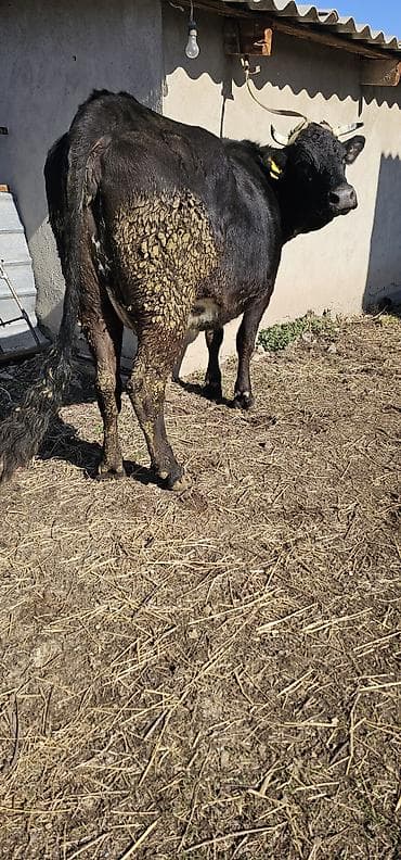 собаку алабай: Продаю | Корова (самка), Бык (самец), Тёлка | Алатауская | Для разведения, Для молока | Стельные — 5