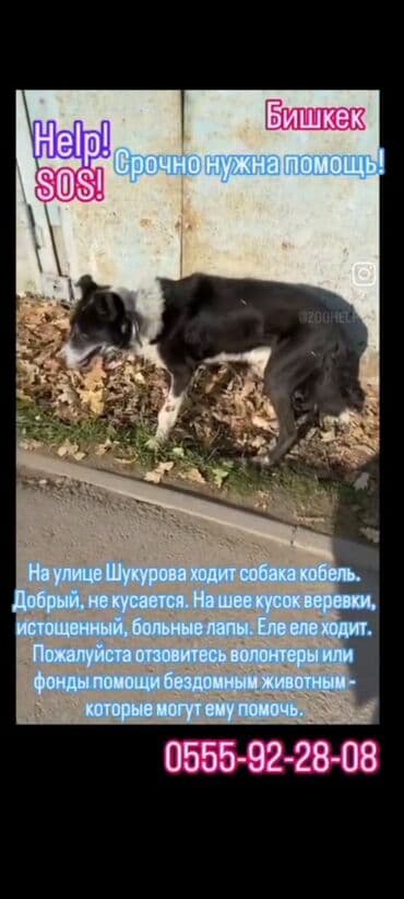 чак чау: Собака даром: Алабай, 6 месяцев, Самец — 2