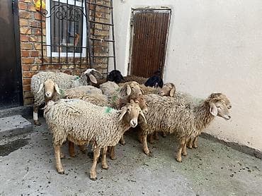 маточное молочко: Продаю | Овца (самка) | Для разведения | Ярка — 1