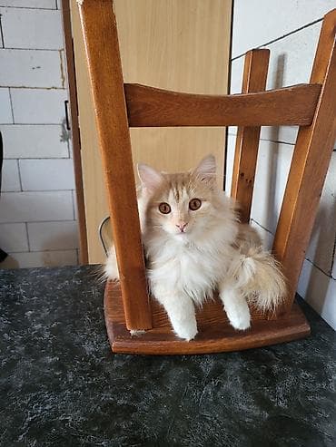 Мышык бекер берилет: Породасыз, 1 жаш, Эркек, Лотокко барууга үйрөтүлгөн — 1