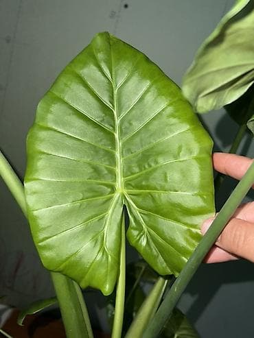 Дом и сад: Алоказия Арма Эпипремнум золотистый – укоренённые детки и черенки в — 3