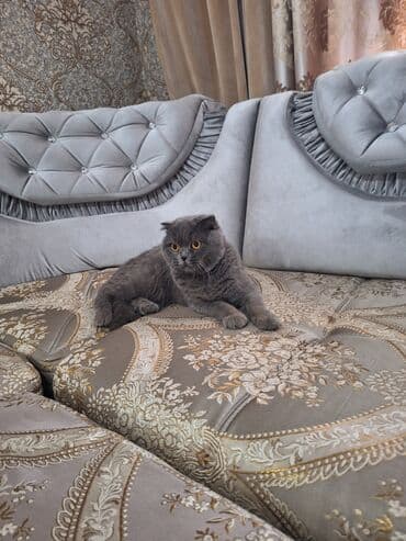 в связи с переездом отдам попугая жако в добрые руки: Шотландская вислоухая кошка (Scottish Fold) Девочка молодая,рожала 1 — 22