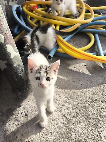 кошка котёнок: Отдам даром котят в хорошие руки, игривые людей не сторонятся пьют — 1