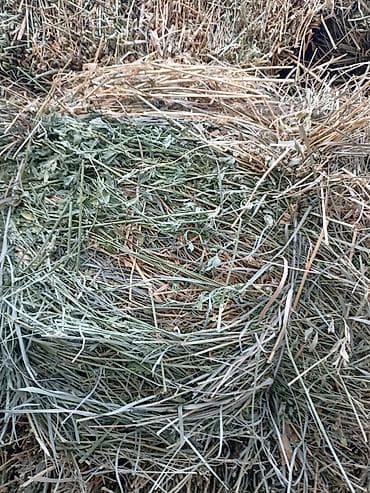 карова каракол: 2укос Клевер сено доставка есть зелёный 107шт тюки плотные — 5