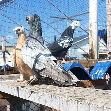 папугай ара: Пара 2000 сом. Жёлтый игровый голубь 500 сом — 9