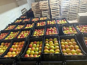 Инструменттер: Алмалар Дүңүнөн — 3