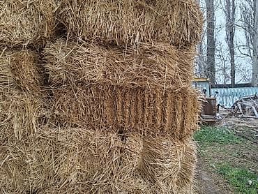 А/ч жаныбарлары үчүн тоюттар: Пшеничная в перемешку с ячменнной, солома в тюках. Самовывоз — 3
