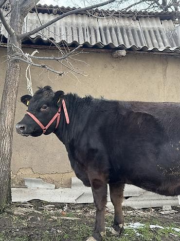 Собаки: Продаю | Корова (самка) | Ангус | Для разведения | Стельные — 2