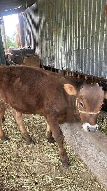 Продаю | Тёлка | На откорм | Привязанные